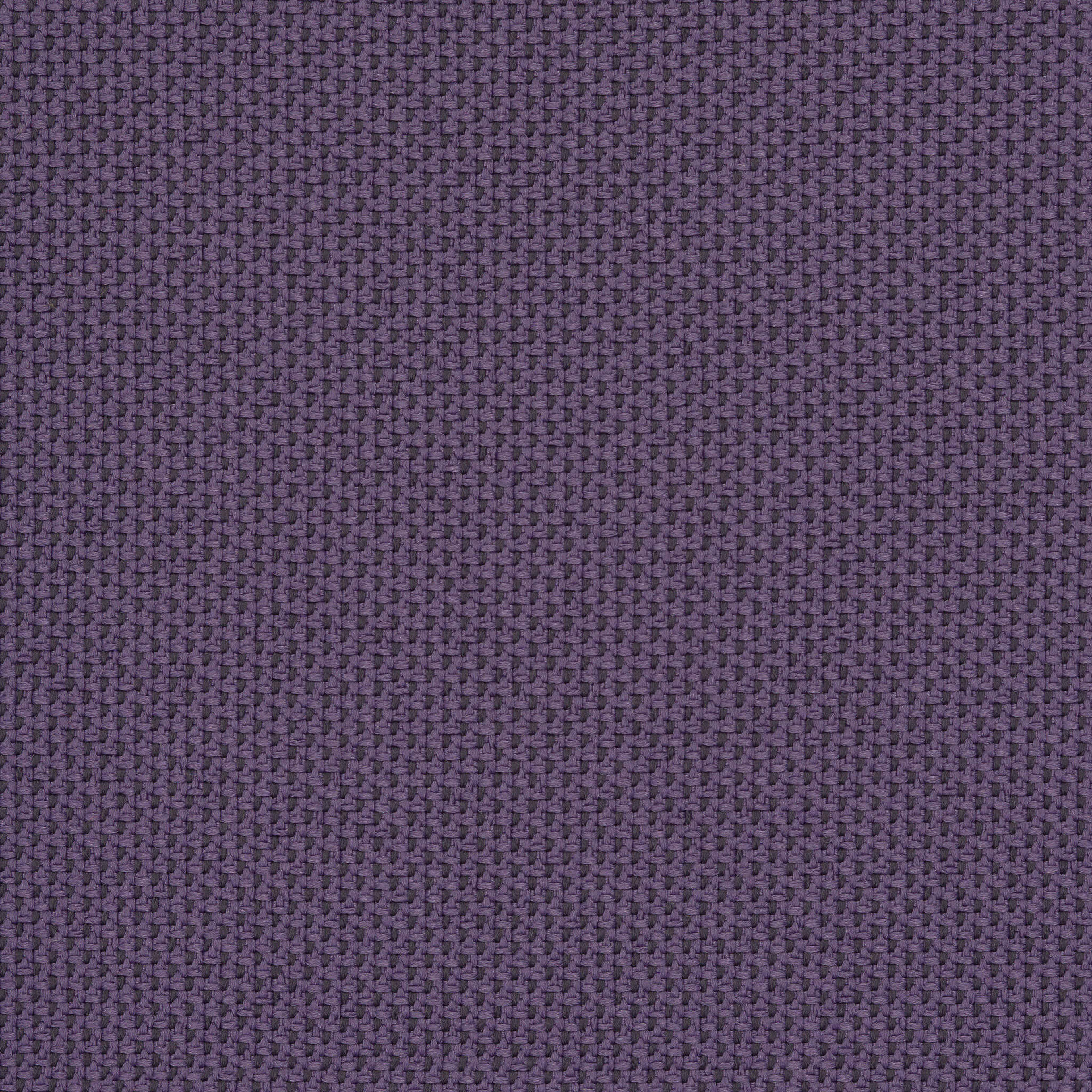 Camira_REP31 Camira_REP31