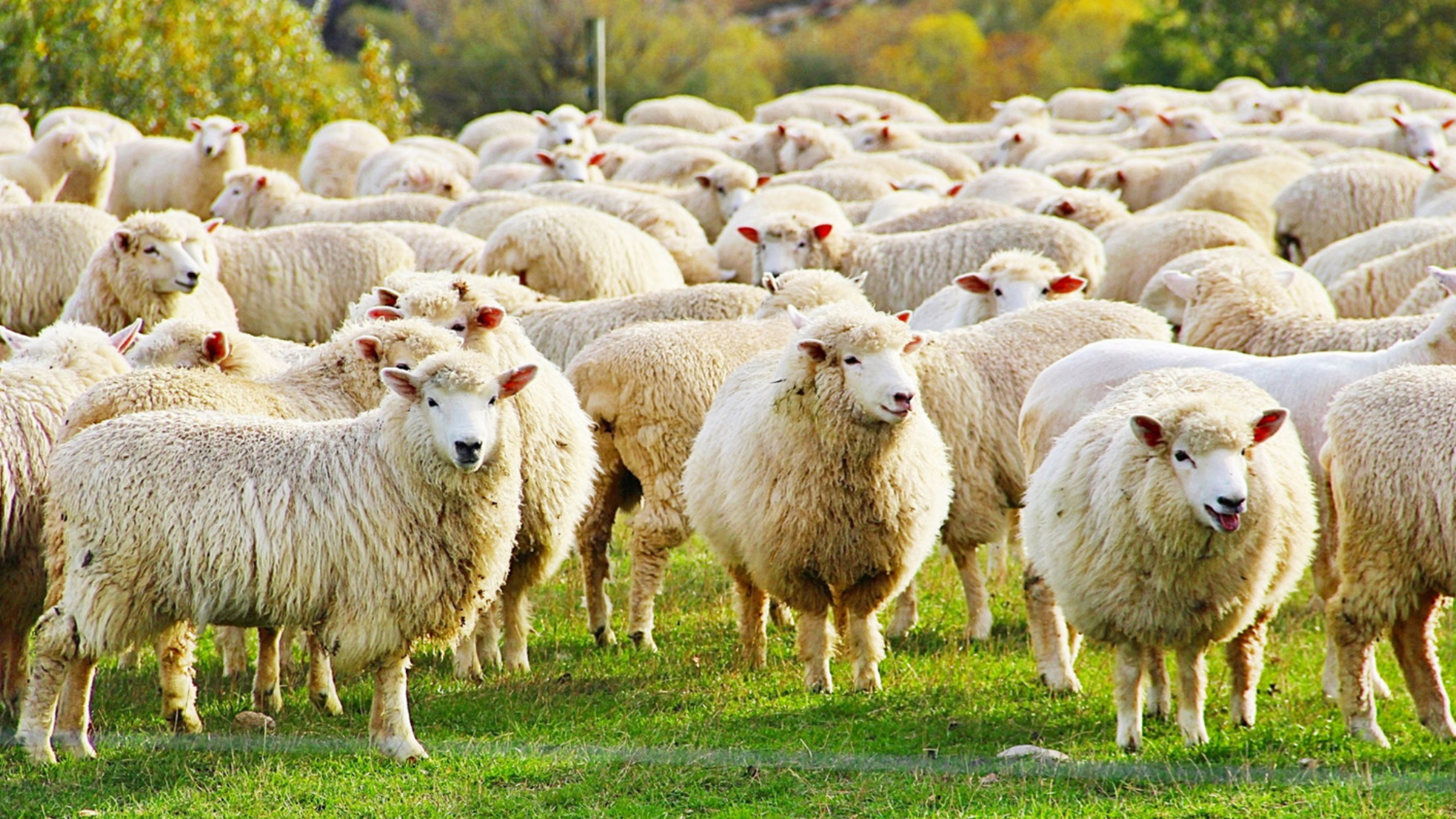 Sheep