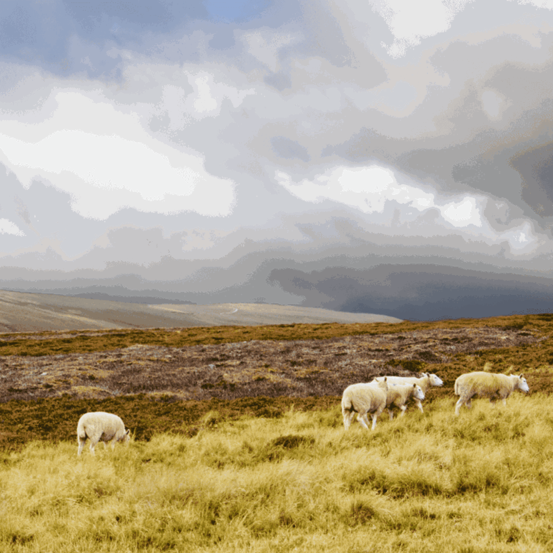 Big Square Sheep 1