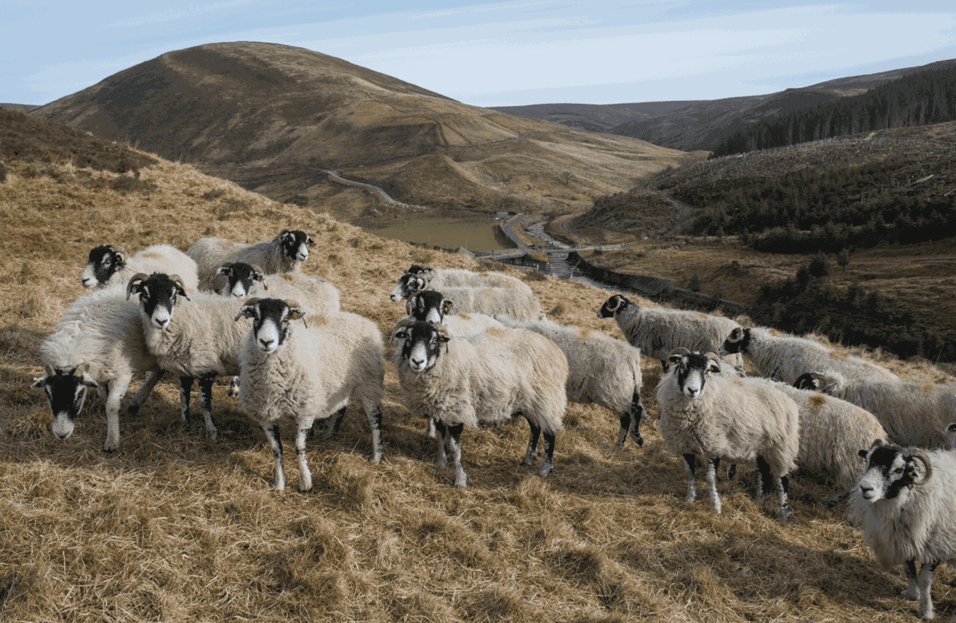 News And Events Header British Wool 1
