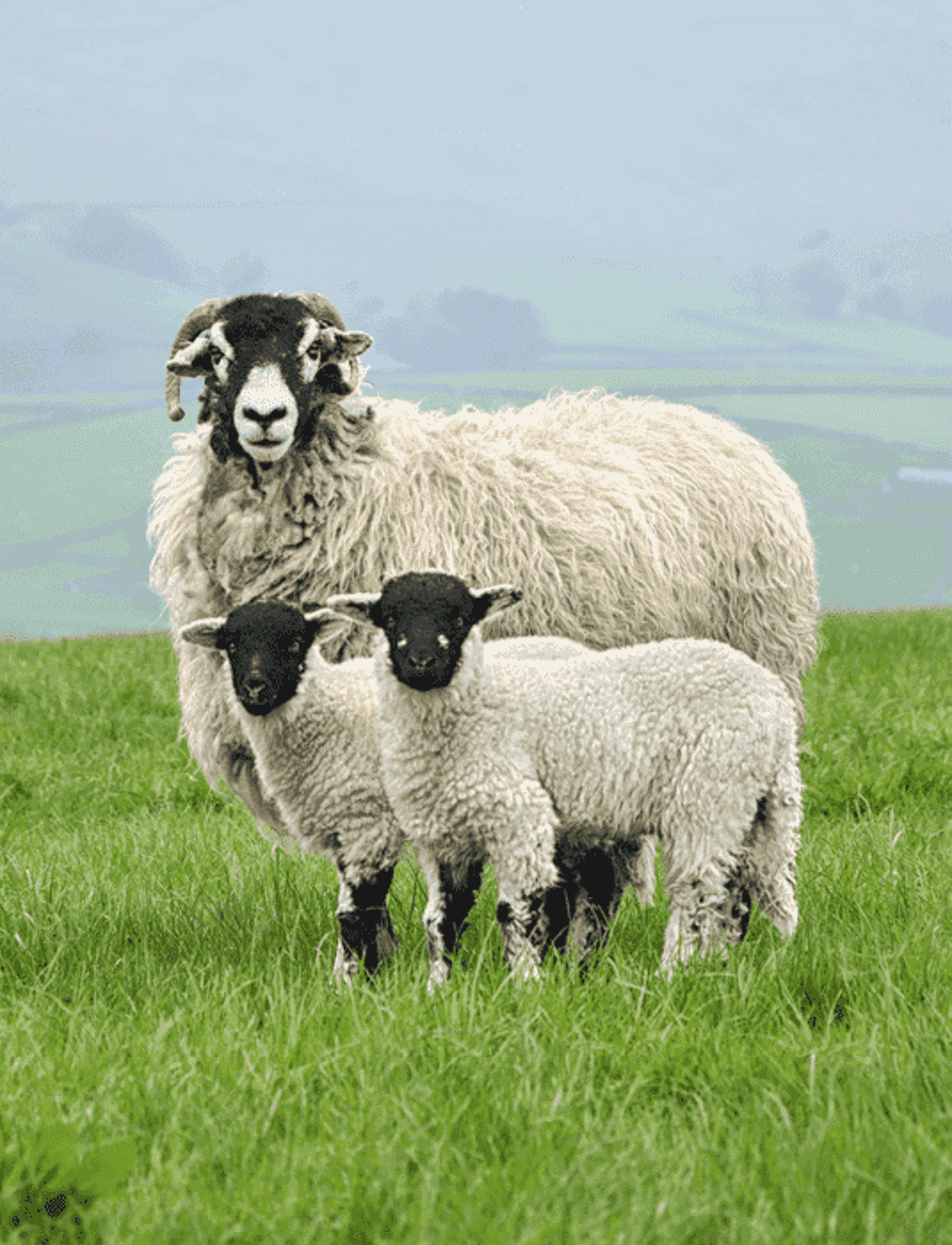 Image With Text Sheep